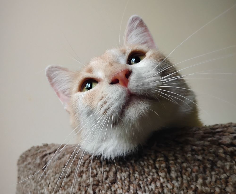 an orange and white cat peeks over the edge of a cat tree, her head tilted