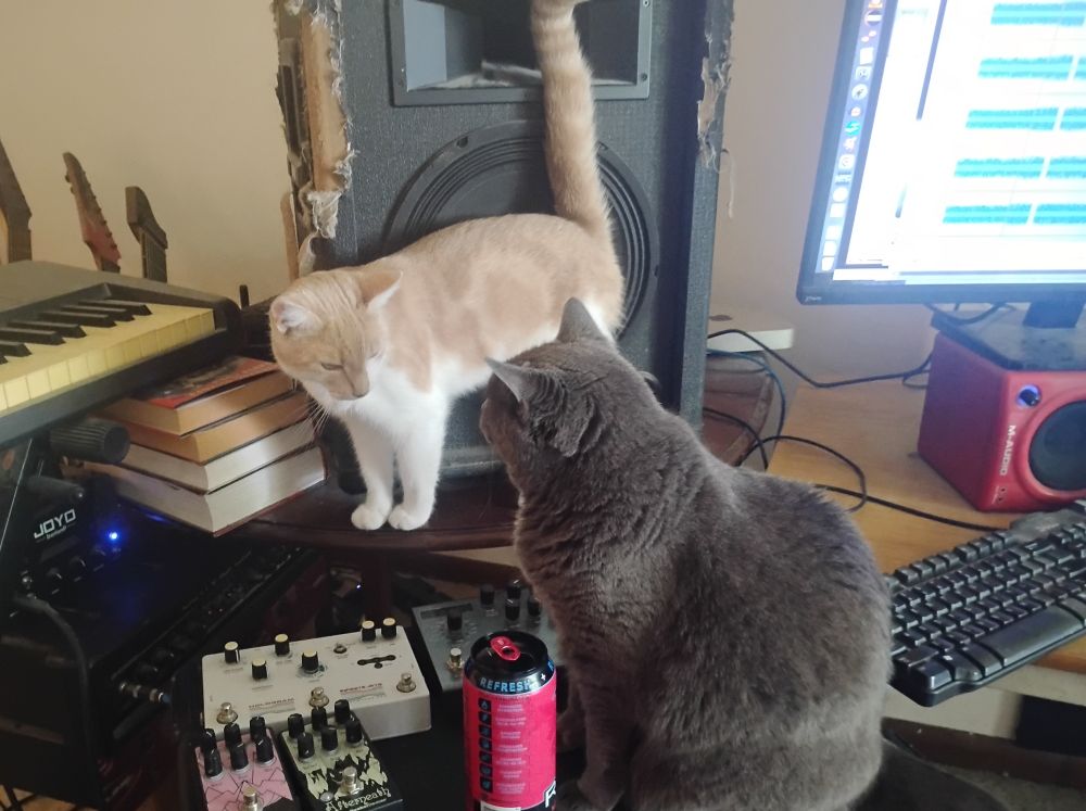 a orange and white cat and a gray cat confer atop a desk haphazardly strewn with books and electronic devices
