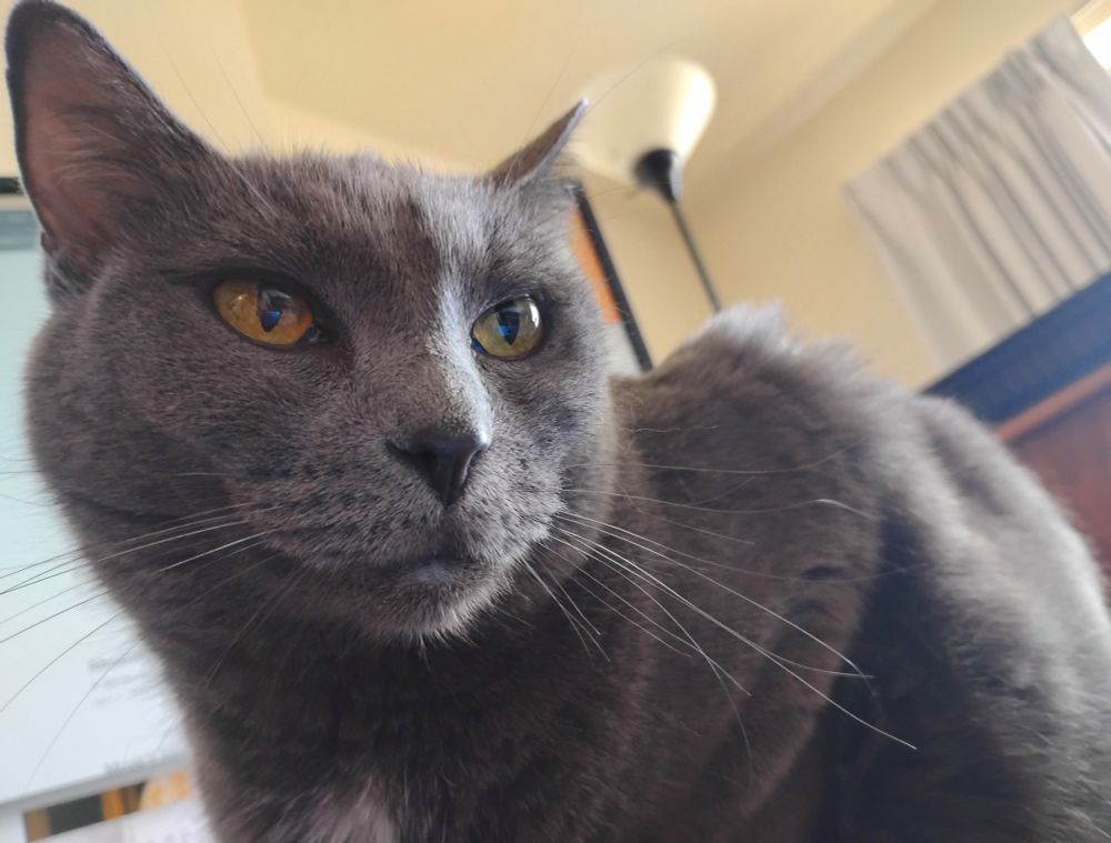 photo of a seated gray cat; computer equipment and a lamp are visible in the background