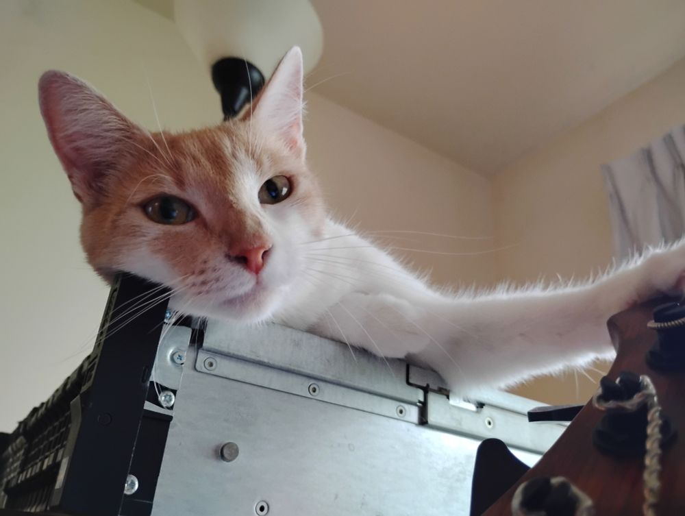 an orange and white cat relaxes atop a server, with a paw outstretched to touch a neighboring bass guitar