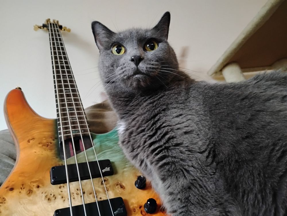 a gray cat sits upright, with a bass guitar behind her
