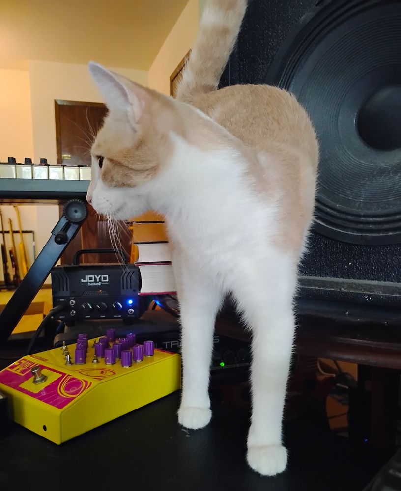 an orange and white cat stands atop a speaker; various musical equipment is visible in the backgroung