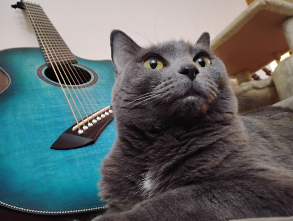 a gray cat sits on a couch in front of an 8 string acoustic guitar