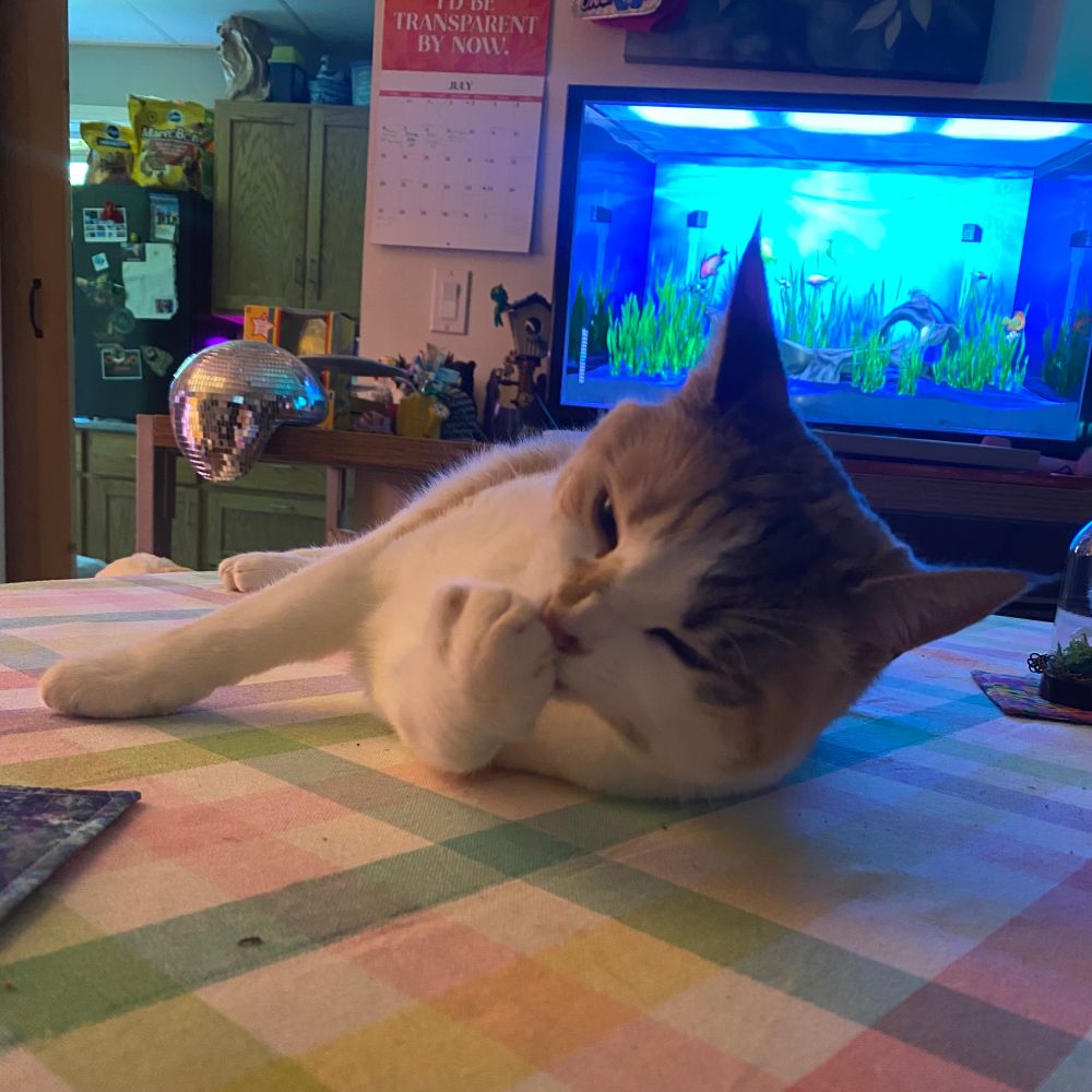 calico cat sprawled on a table, chewing the dirt out of her claws