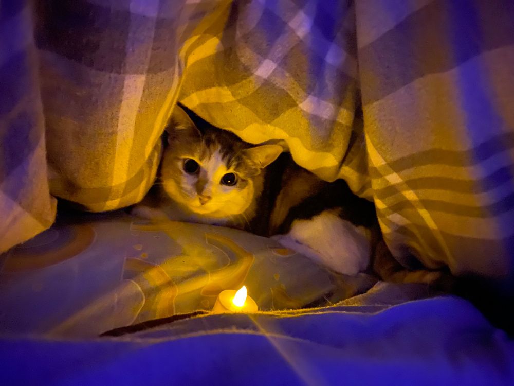 photograph of a calico cat in bed looking at the camera from under a comforter next to an electric tea light