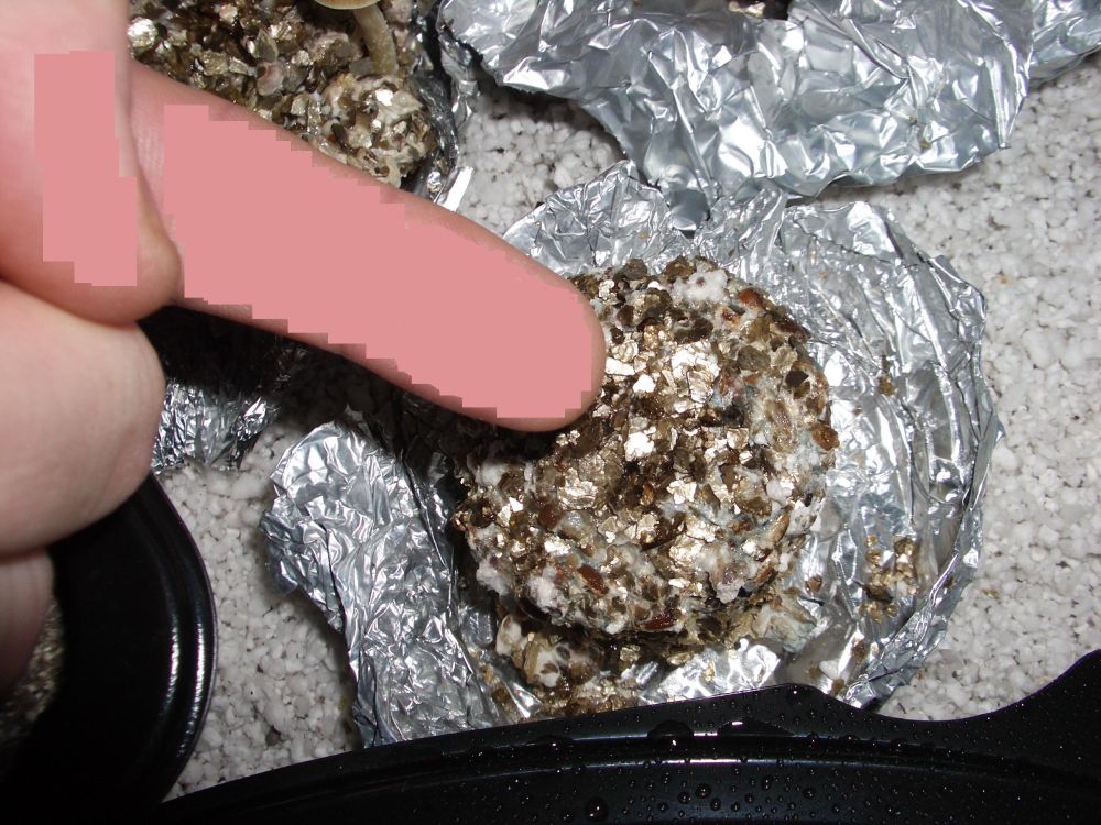 Photograph of a 2 inch fungi sub-straight in foil. Getting ready to soak and then grow. Shows my finger for scale. This cake spawned a 40 gram single mushroom as well as 20 + smaller mushrooms.