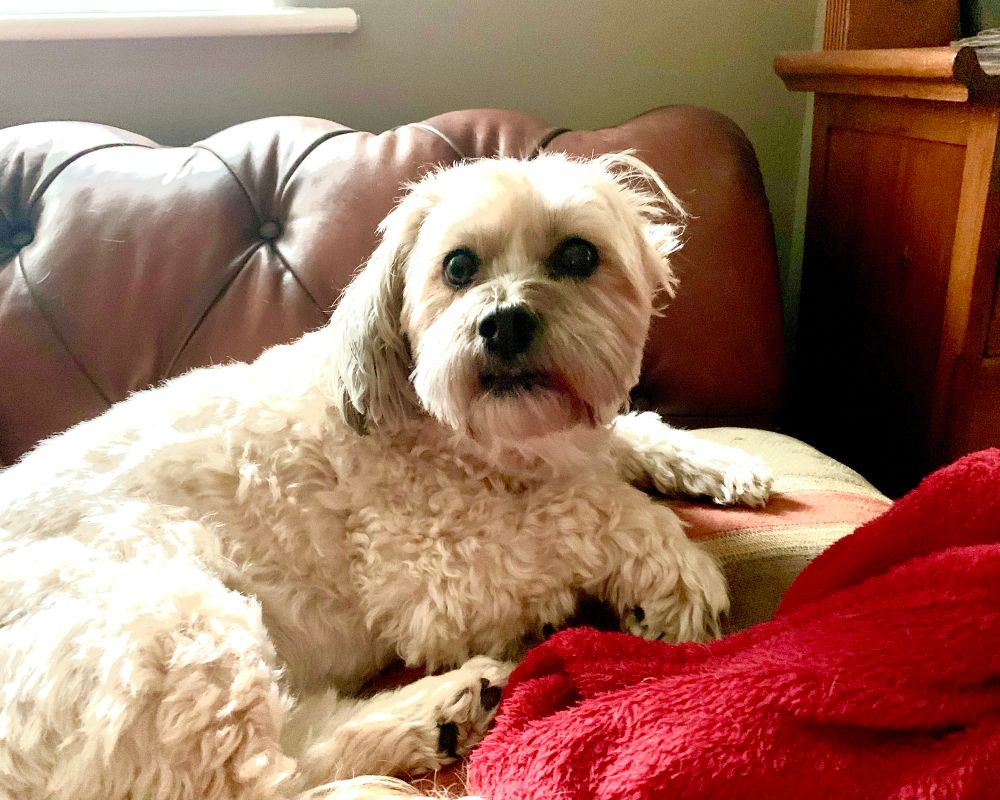 Small, blonde dog on a sofa.