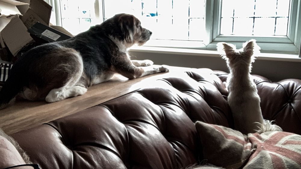 Two dogs, looking out of a window.
