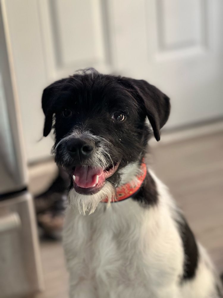A black and white terrier mix wearing an orange collar is smiling.
