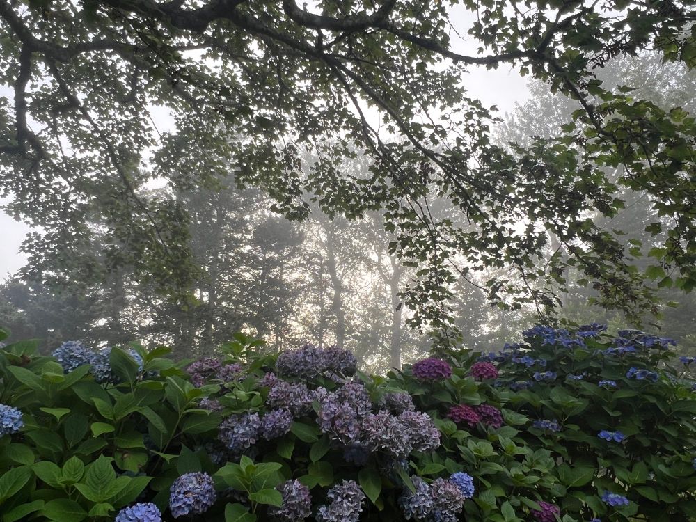 Slightly different perspective: Purple and blue hydrangeas on the bottom. Tree branches dangle from the top. More trees in the background. Fog hangs in the middle, making everything glow a little golden.