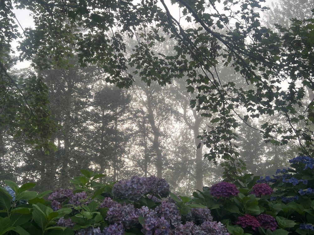 Purple and blue hydrangeas on the bottom. Tree branches dangle from the top. More trees in the background. Fog hangs in the middle, making everything glow a little golden.