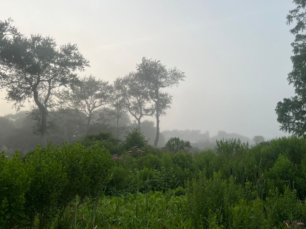 A marsh in the foreground. Tall trees in background. Fog hangs over everything