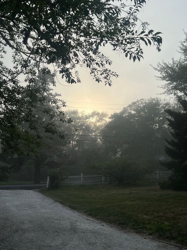 A crushed shell driveway surrounded by trees with a thin mist of fog hanging over everything.