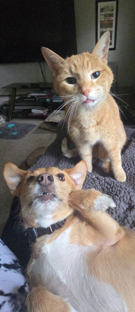 Orange cat and a Russell Terrier hanging out together ❤️ 