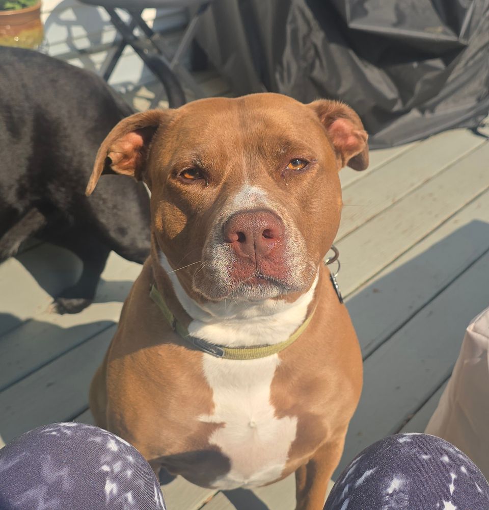 Beautiful brown and white pitbull  who is the sweetest girl ever.