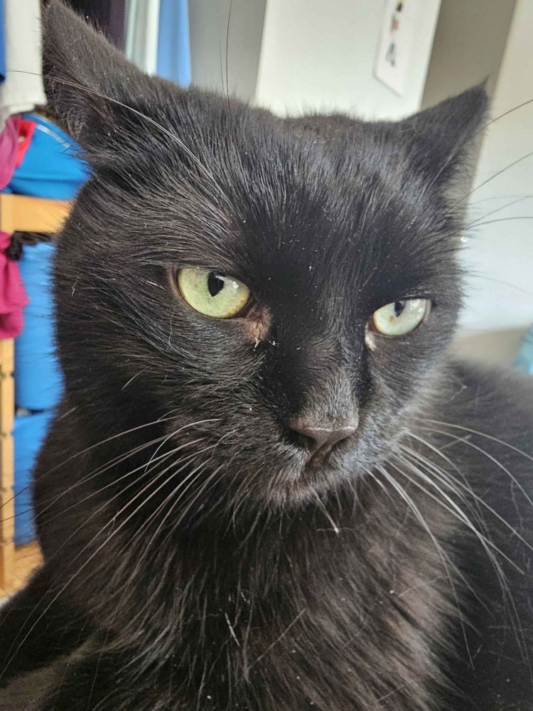 Ranzal, a black floofy cat, looking disapointed in you.