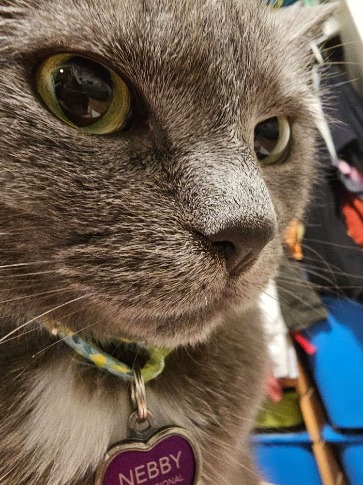 A little grey cat close up.