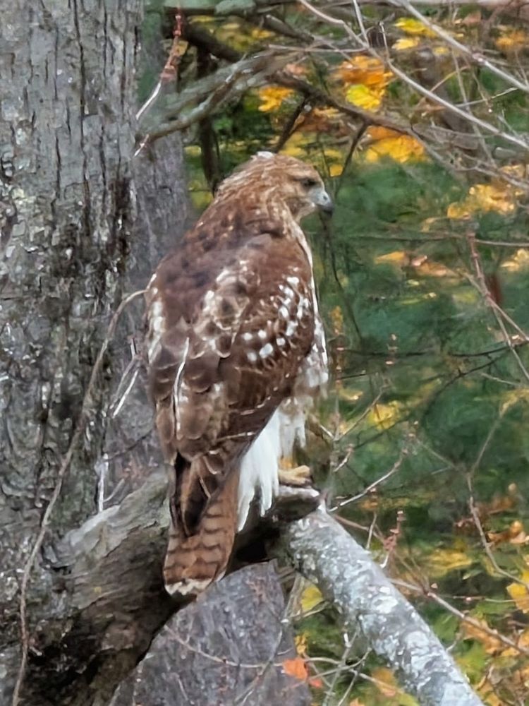 Photo of a hawk on a tree near my house 