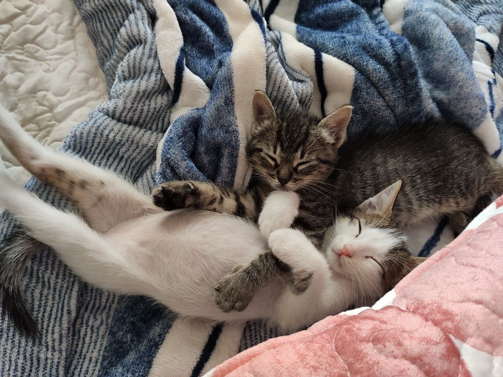 Dos gatitos pequeños durmiendo. Uno de ellos panza arriba mientras abraza la patita del otro