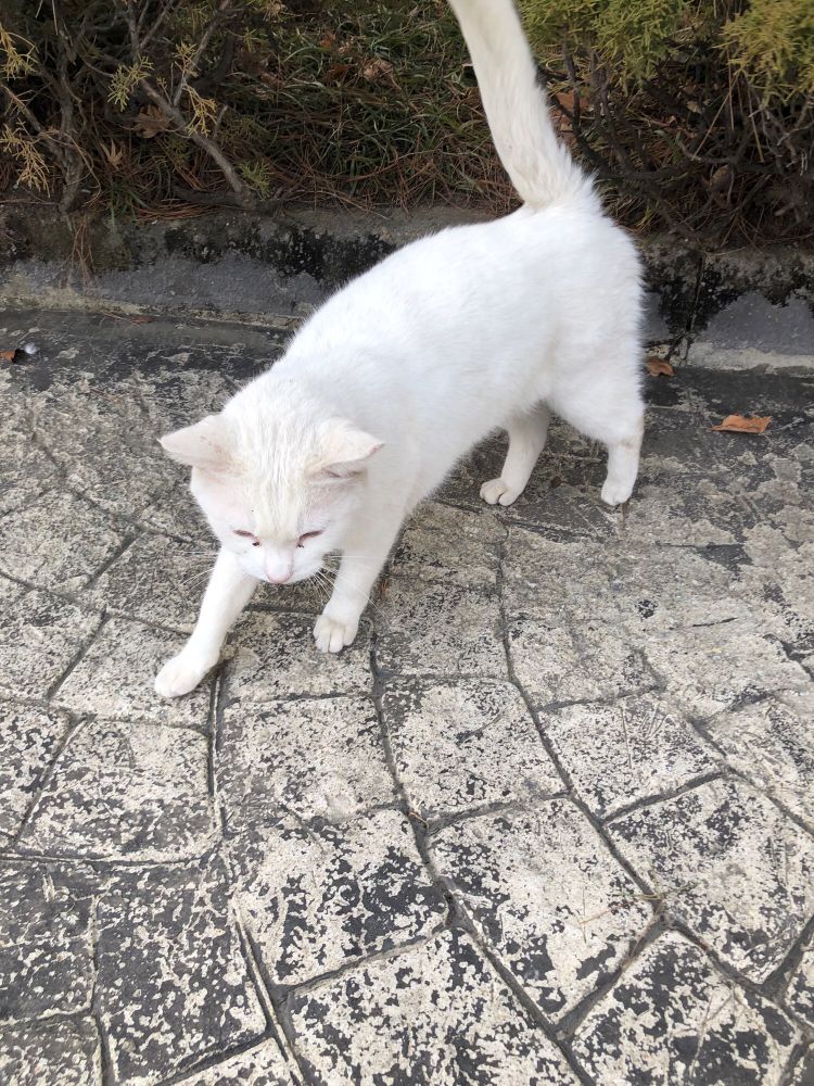 대여섯  발자국 정도의 가까운 거리에서 꼬리를 높게 세운 흰 고양이가 사진 찍는 사람 앞으로 다가오고 있다.