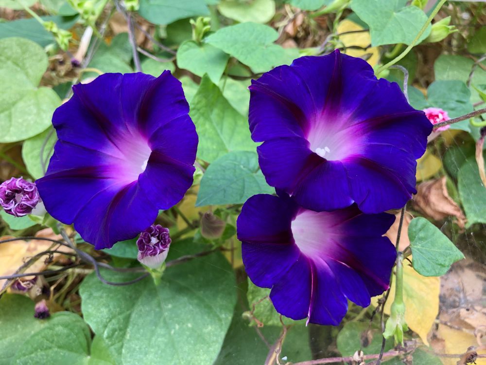 세 송이 진보라색 나팔꽃. 통꽃잎 가운데가 창백해지며 다소 붉은 빛을 띠고 있다.