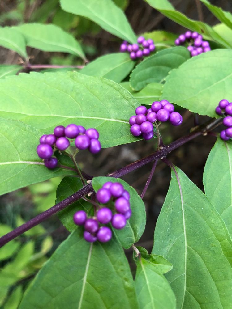 좀작살나무 열매. 반짝반짝 윤이 난다.