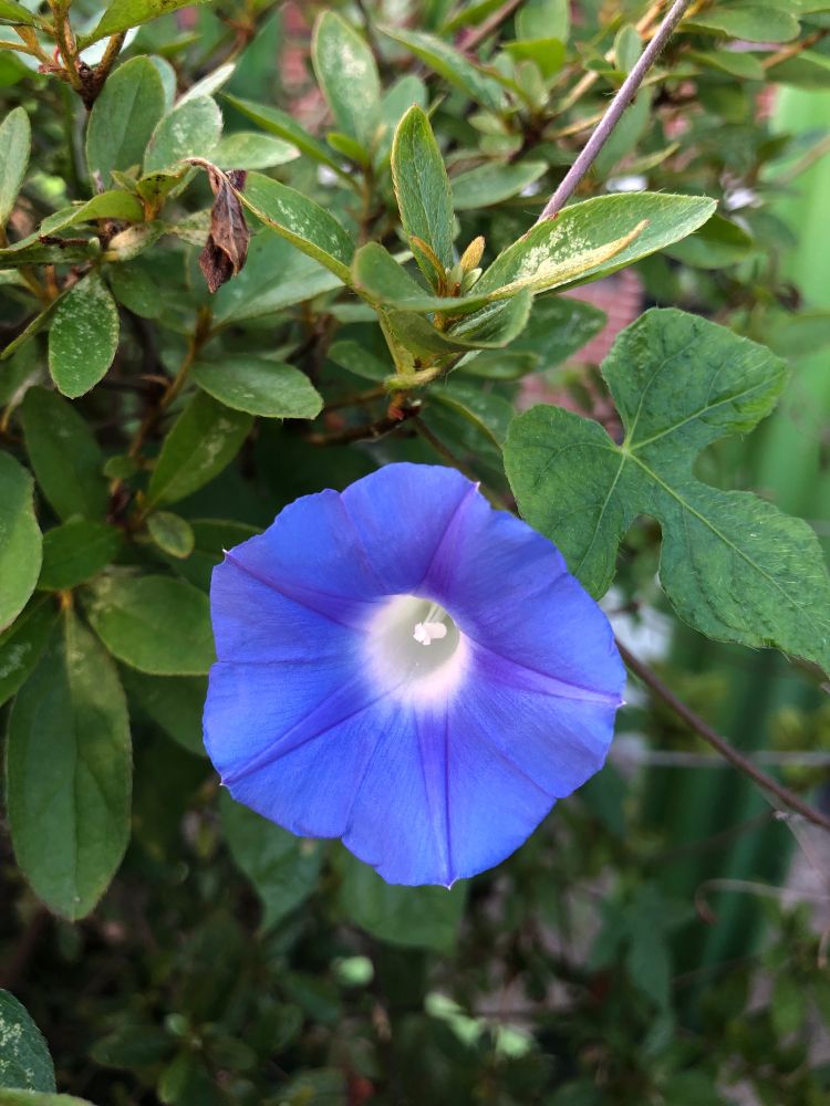 파란색 나팔꽃 정면의 모습.
