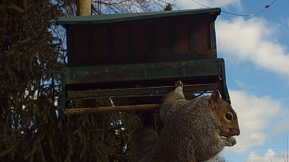 Photo of a grey squirrel eating from a "Squirrel proof" bird feeder.