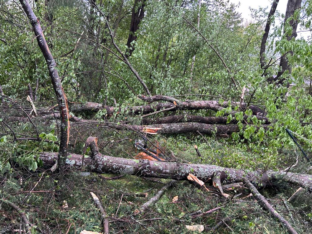 Trees down in a wooded area