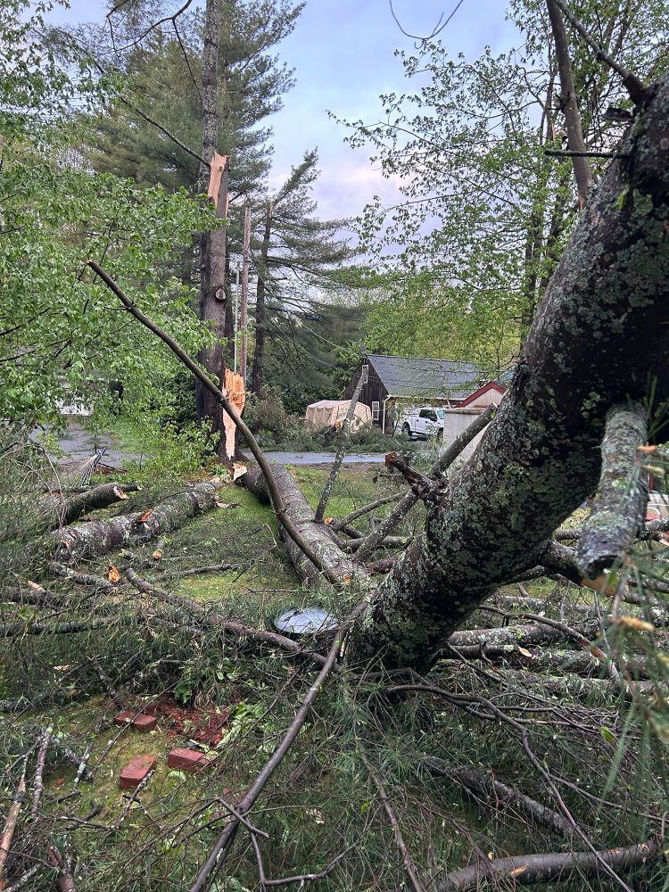 Tree damage from storm