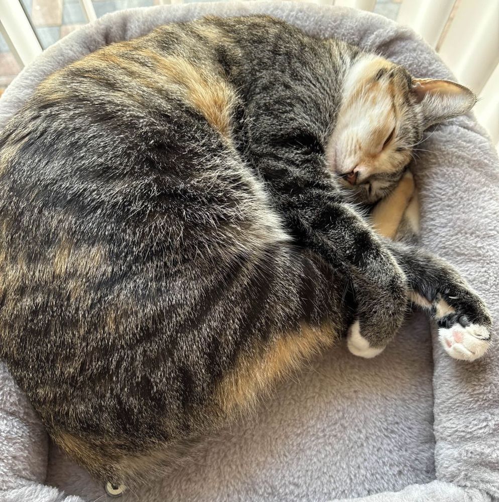 Picture of a 1 year old cat named Penny who's a tabby-calico mix. 