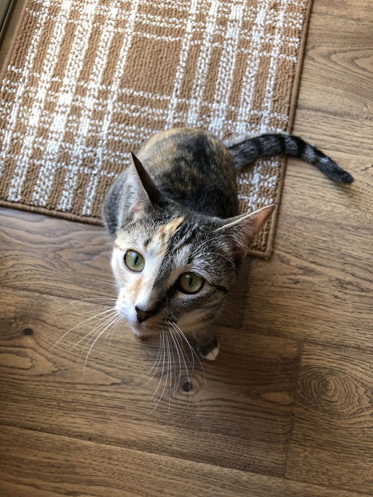 Image description: An adorable photo of a torbico (tabby/calico mix) 1 year old kitten named Penny. She stares up at the camera, eyes narrowed to slits, after realizing that her owner is taking a photo of her. End image description. 
