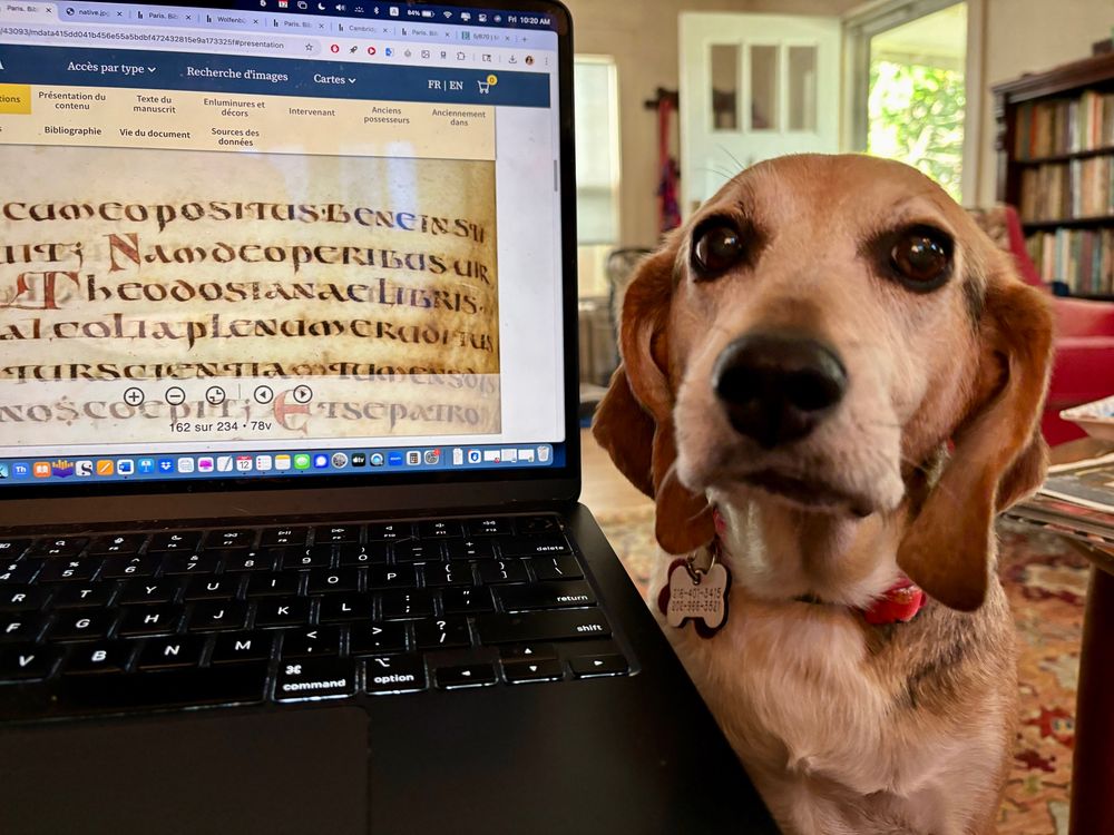 A beagle looking at the camera next to an open laptop screen showing a manuscript in Uncial script