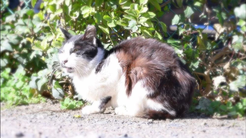 【癒し】髭が長いおばあちゃん猫の朝寝 -Morning sleep of a grandma cat with a long beard-