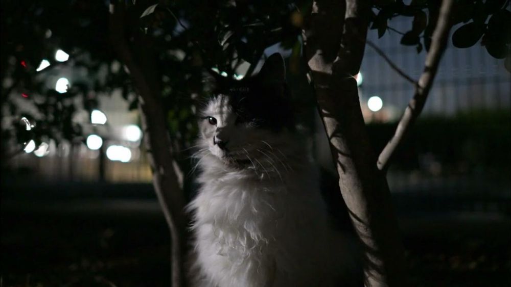 【癒し】夜の明かりとほくろ猫 -The light of the night and the mole cat-