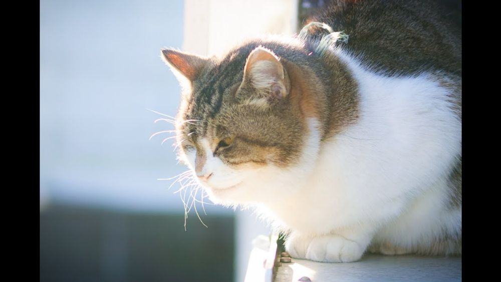 【癒し】今日も室外機の上でポカポカまどろむ猫 -Cat slumbering on the outdoor unit today-