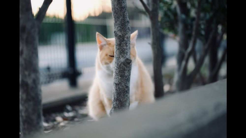 【癒し】夕暮れ時にまどろむ猫達 -Cats slumbering at dusk-