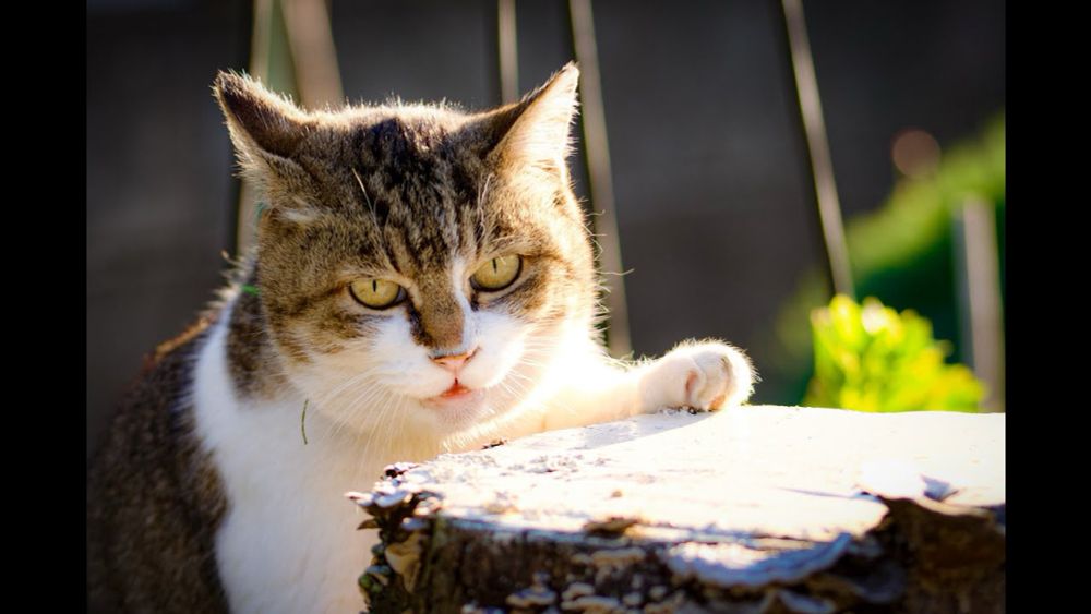 【癒し】室外機の上で温まる猫 -Cat warming up on outdoor unit-