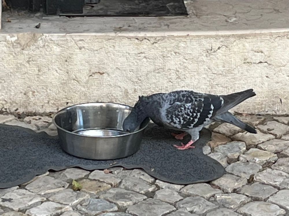A pigeon drinking from water bowl left for dogs in front of a café/bookstore. 