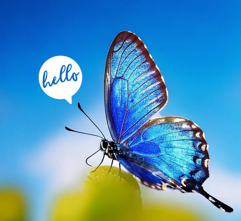 A blue butterfly is saying "Hello"