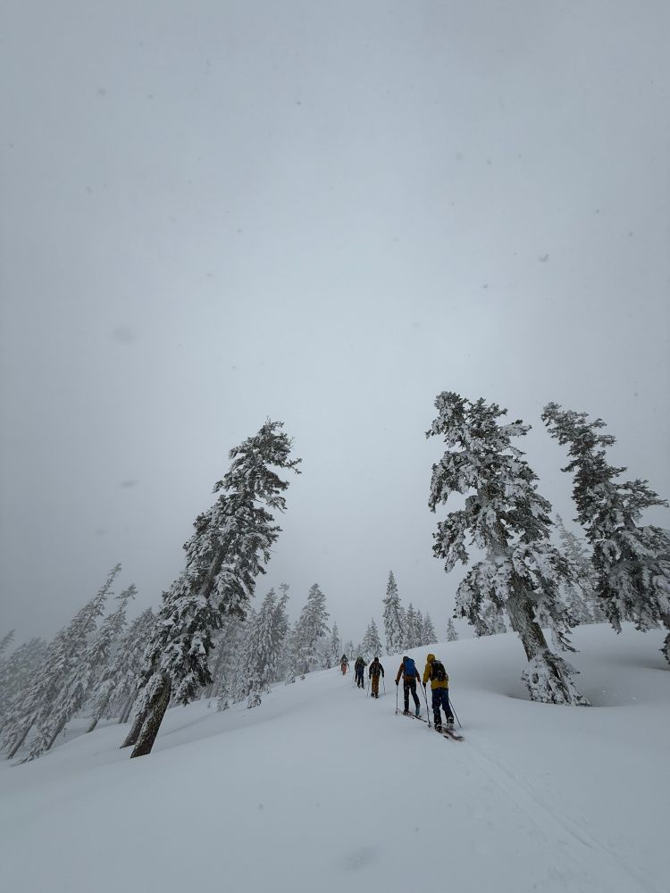 Backcountry skiers and splitboarders skinning up Gray Butte on Mt. Shasta. 