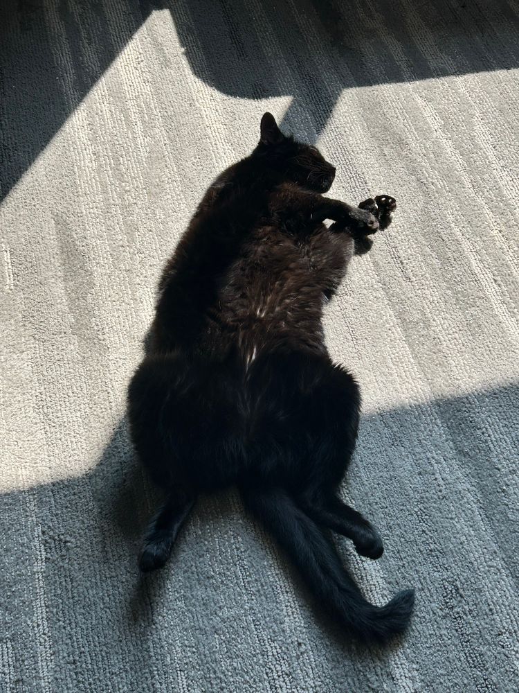 A black cat, Topaz, is lying on her back in a sunbeam on a textured gray carpet. Her belly is exposed, and her back legs are stretched out behind her like frog legs, while her front paws are curled near her face. The lighting highlights her fluffy fur and relaxed posture. She’s a healthy girl.