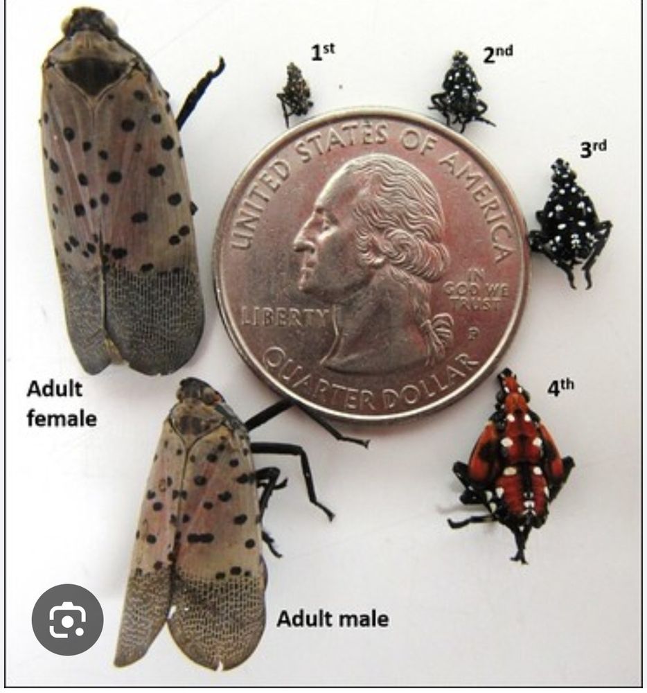 Life stages of invasive Spotted Lanternfly,  set around a US quarter. 

Starting at top is 1st Instar- tiny black and white, 2nd Instar- medium sized black and white, 3rd Instar- large black and white, 4th Instar- Red with black and white spots. 

Then adults, with the male smaller than the female- buff colored top things with black spots on top 2/3rds, crosshatch type black print on bottom 3rd, red , black and white underwings. Black body and legs. Adults are between 1" and 1 5" in size.

Kill on sight, best approached from front for adults. Flyswatter works gray. 

Ailanthus(Tree of Heaven, smells like rancid  peanut butter when leaves are crushed) is their native host tree and should be removed as much as possible.