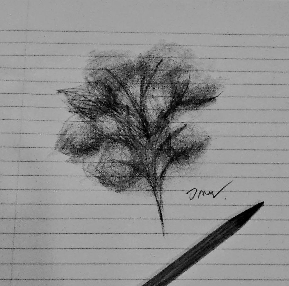Charcoal drawing of a cluster of budding flowers