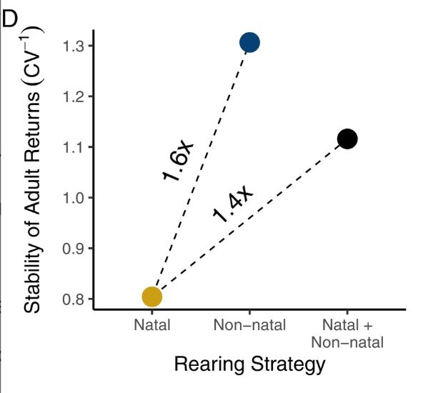 Graph with rearing strategy (natal, non-natal, and both together) on the x axis and stability of adult returns on the y axis showing that non-natal rearers are more stable than natal rearers by 1.6x, which makes the aggregate population more stable by 1.4x relative to the natal rearing group alone. 