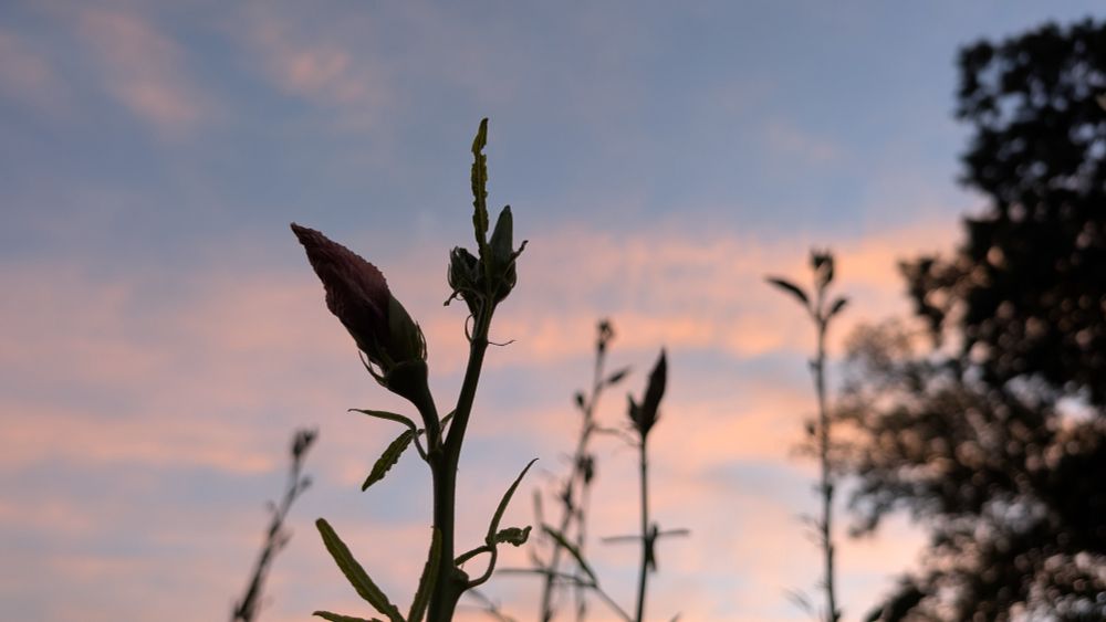 Sillouhette of okra against early evening sky