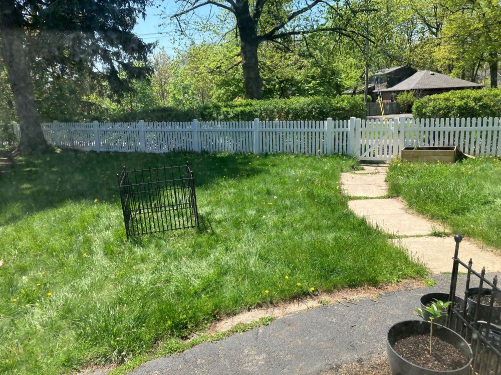Out front yard where a small square is fenced in to better protect the buns. 