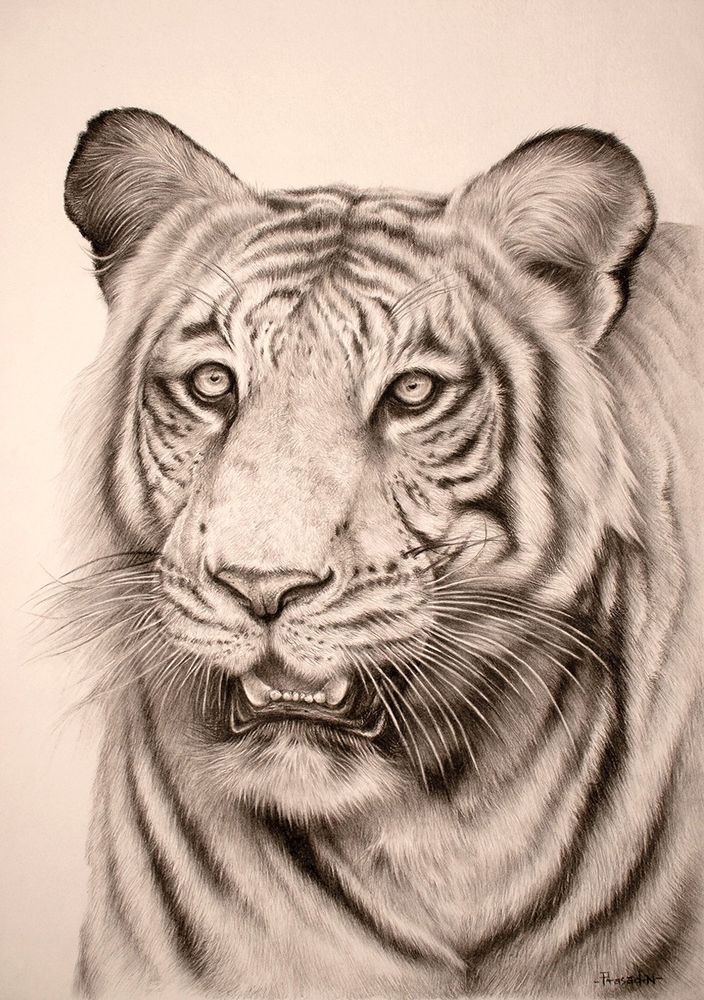 Tiger (Panthera tigris) handmade black and white charcoal drawing on paper, two ears with black markings and fur indicated in white. Stripe marking on forehead with black, two eyes in black with black iris. Nose, mouth open with lower canines visible. Black and white whiskers. Small part of the body with stripes. 
From my Charcoal demo session.
Finally completed, Please check my blog for work in progress images and write-up
https://prasadnatarajan.com/2023/03/29/tiger-charcoal-demo/

Title: "The King"
Tiger (Panthera tigris) Study in Charcoal!
Medium: Camlin Charcoal on paper
Size: 16.5 x 11.7 inches (41.91x29.71 cms) size; Scholar sketch pack (220 GSM) A3
Duration: 34 Hours
March 29th, 2022
Location: Nagarahole tiger reserve Karnataka, India
Reference: Somnath Lahiri (Free Reference Image)