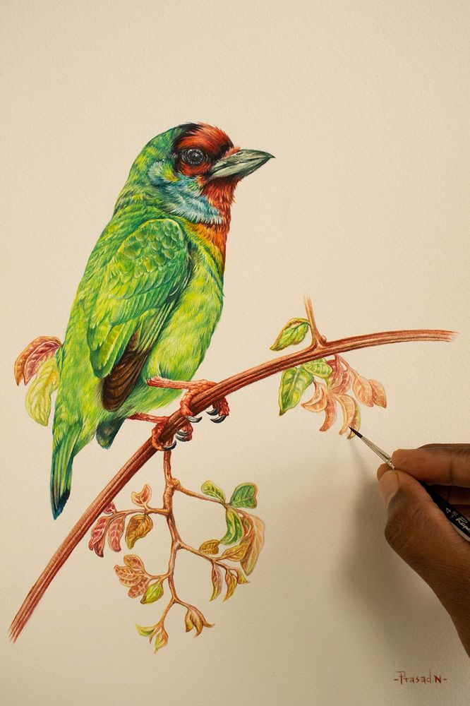 A green bird is Malabar barbet (Psilopogon malabaricus) handmade watercolor painting, with vermillion, red crown, black eyes, crimson cheek, green bill, vermillion, red throat, with shades of golden yellow, body and wings are various shades of green, brown plumage on primaries coverts. Pink legs with black talons perched on a branch of tree with is pink with pale green leaves and magenta colored newborn leaves. My signature on the right-hand corner, fingers holding a brush. 
Malabar Barbet completed from my online watercolor workshop.


Malabar barbet (Psilopogon malabaricus)
Medium: Watercolor on paper
Size: 12×15 3/4 inches,300GSM Paper
Duration: 9 Hour 45 minutes
Location: Seethanadi nature camp, Hebri Karkala Taluk, Udupi, Karnataka, India
November 18th, 2024
Reference image: Own Reference image