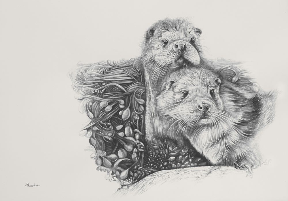 Eurasian Otters (Lutra lutra) handmade black and white illustration with Ink on paper of a pair. Female looking up with two tiny ears in darker shades of grey, furry forehead, two eyes in black, nose and mouth. Long wishkers Male in the foreground with similar features, slightly bigger in size. Background is reeds and blooms; foreground is a smooth stone. 
Love is an Univeral emotion across all species! 
Eurasian Otters (Lutra lutra)
Title: Eurasian Otters Study!
Watercolors on paper 180 GSM scholar A3 sketchpad! 
11.7 x 16.5 inches
Reference: Carol Bennetto
This work got displayed at St.Petersburg in 2022 at a national history museum (International Animalistic Exhibition)! 